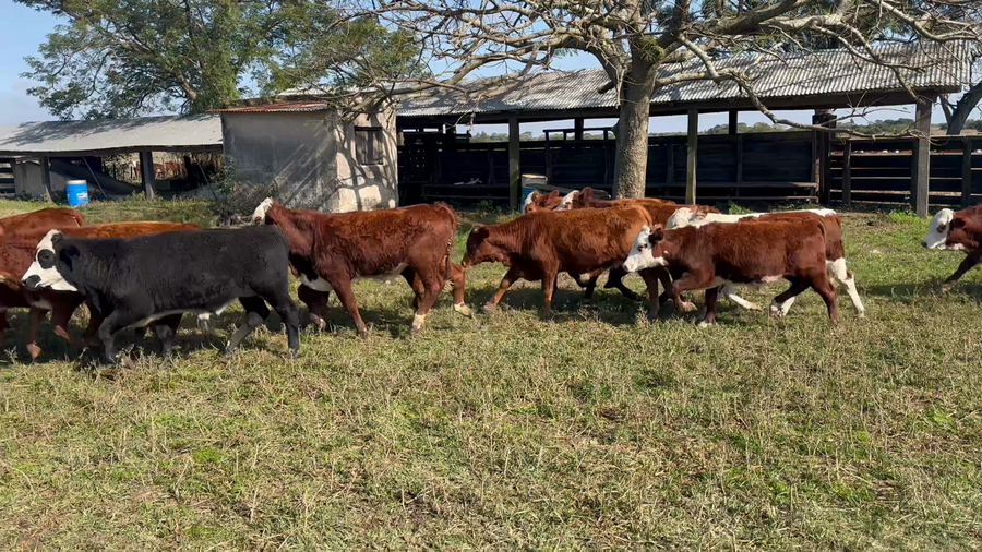 Lote 105 Terneros en Corrientes, San Roque