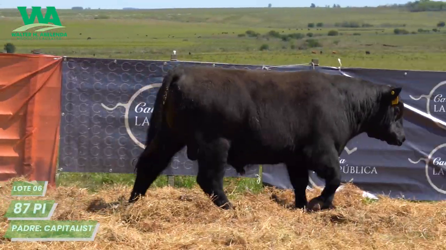 Lote (Eliminado)3 Toros a remate en Cabaña La Republica, Tacuarembó
