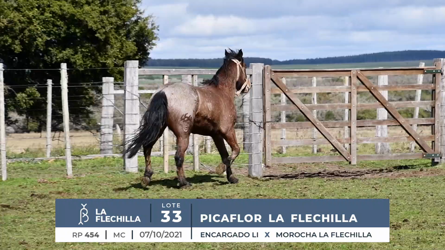 Lote PICAFLOR LA FLECHILLA