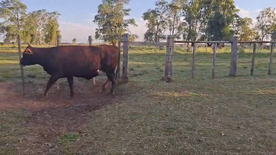 Lote VACAS PREÑADAS