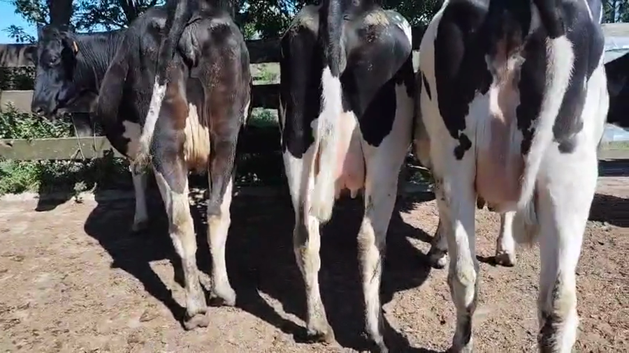 Lote 4 Vaquillonas  a remate en Pantalla Camy, San José