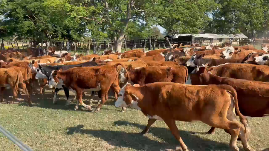 Lote 83 Terneras
