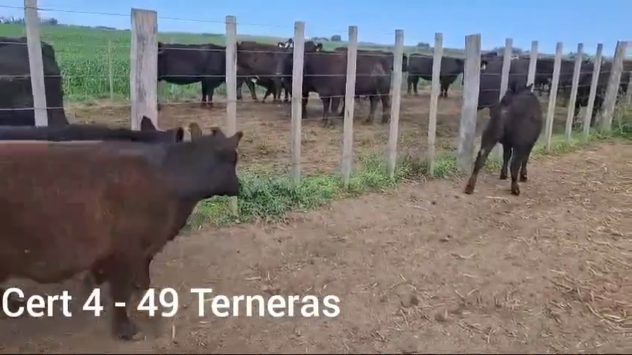 Lote TERNERAS