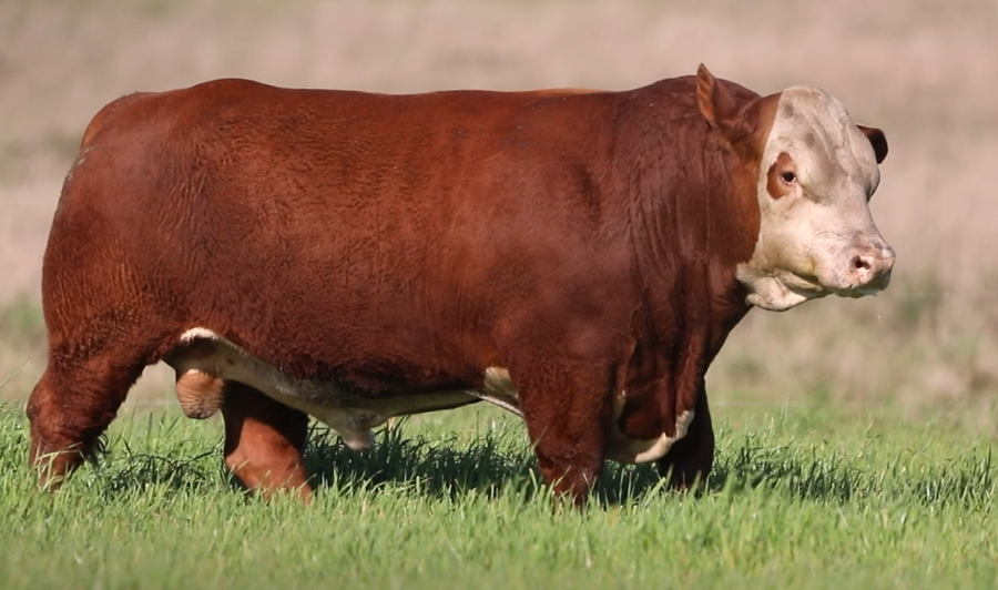 Lote Santa Maria de Arapey