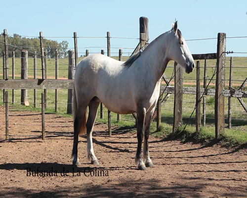 Lote BUFANDA DE LA COLINA
