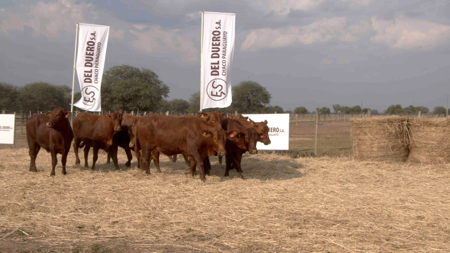 Lote Vaquillas CBO. 1 PREÑADAS