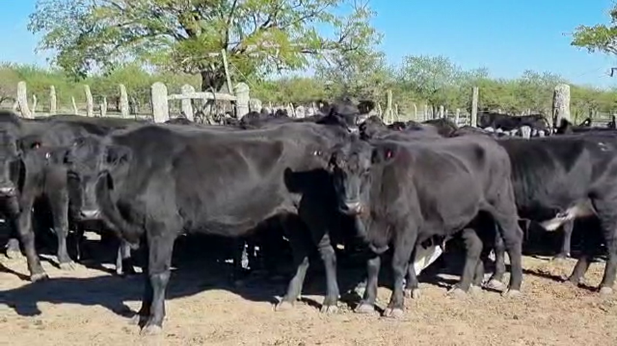 Lote 33 Vaquillonas C/ gtia de preñez en San José de Feliciano, Entre Ríos