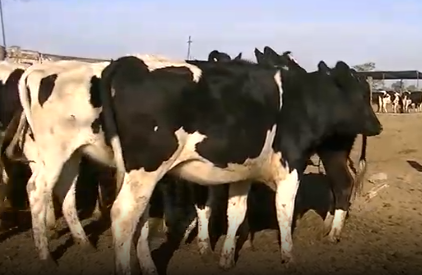 Lote 12 Vaquillonas en Esperanza, Santa Fe