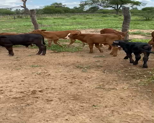 Lote 120 Terneros/as A Termino, Brangus y sus cruzas, en Dragones, Salta.-
