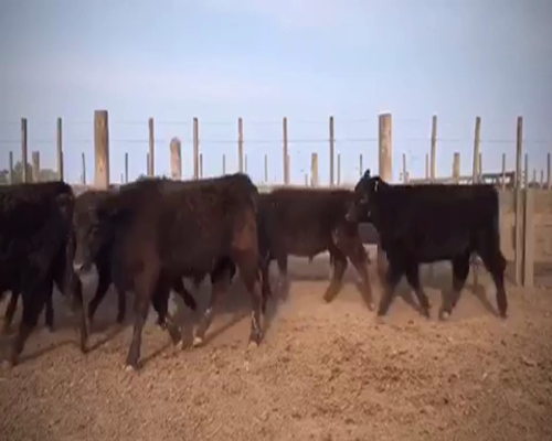 Lote 65 Terneros en Saladillo, Buenos Aires