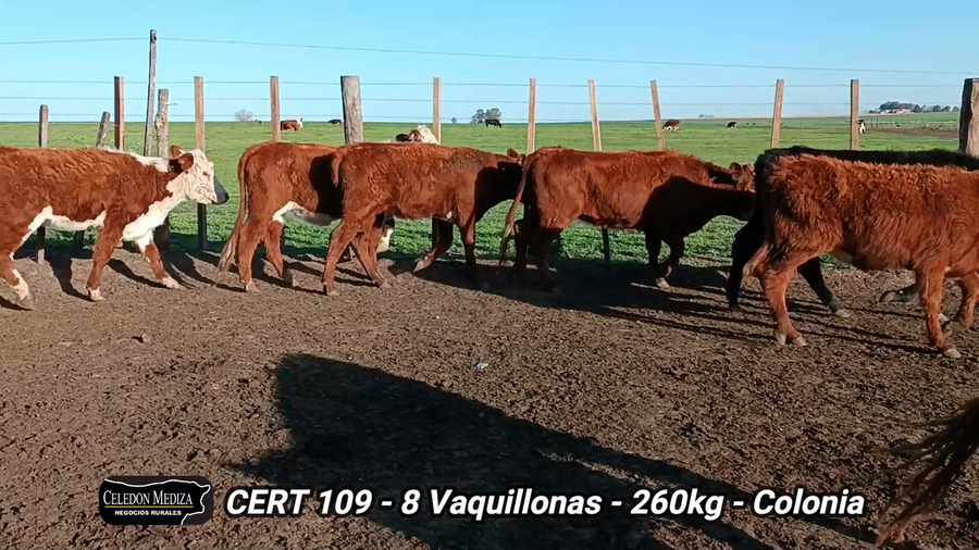 Lote 8 Vaquillonas 1 a 2 años en La Horqueta, Colonia