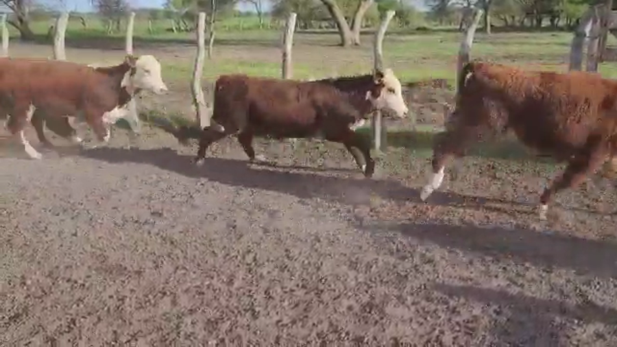 Lote 65 Terneros/as en Villaguay, Entre Ríos