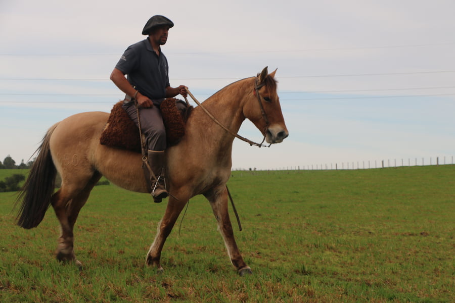 Lote SANTA GLORIA SIDRA