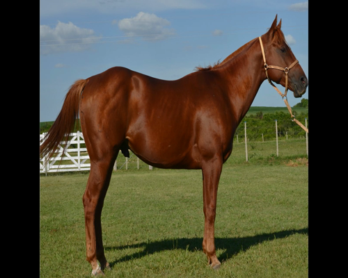 Lote AB BUCKER ACOOSTIC