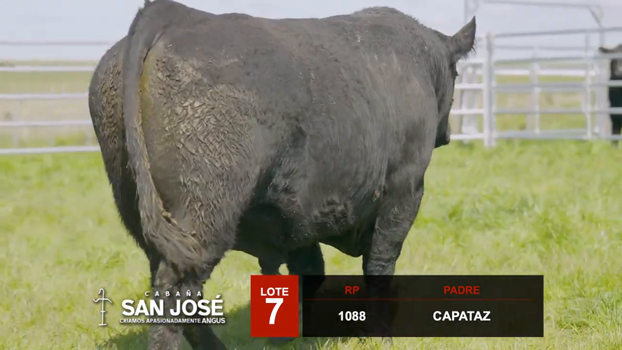 Lote 2 Toros a remate en Hereford de Iguarán, Flores
