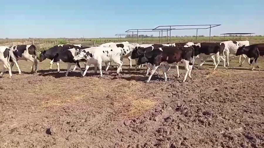 Lote 17 Terneros Holando Argentino en Col. Marina, Córdoba