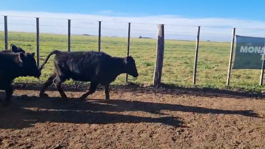 Lote 65 Terneras en Coronel Dorrego