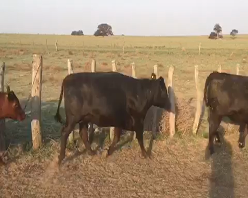 Lote 40 Vacas nuevas en Santa Rosa, La Pampa