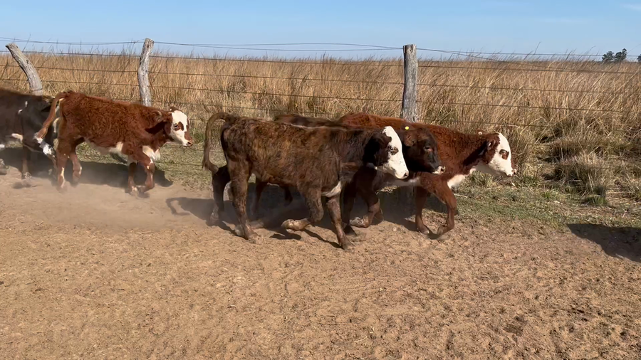 Lote 50 Terneros/as en Corrientes, Saladas