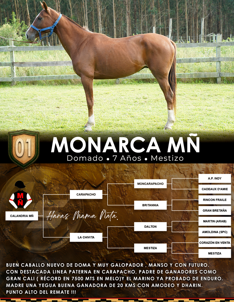 Lote MONARCA MÑ