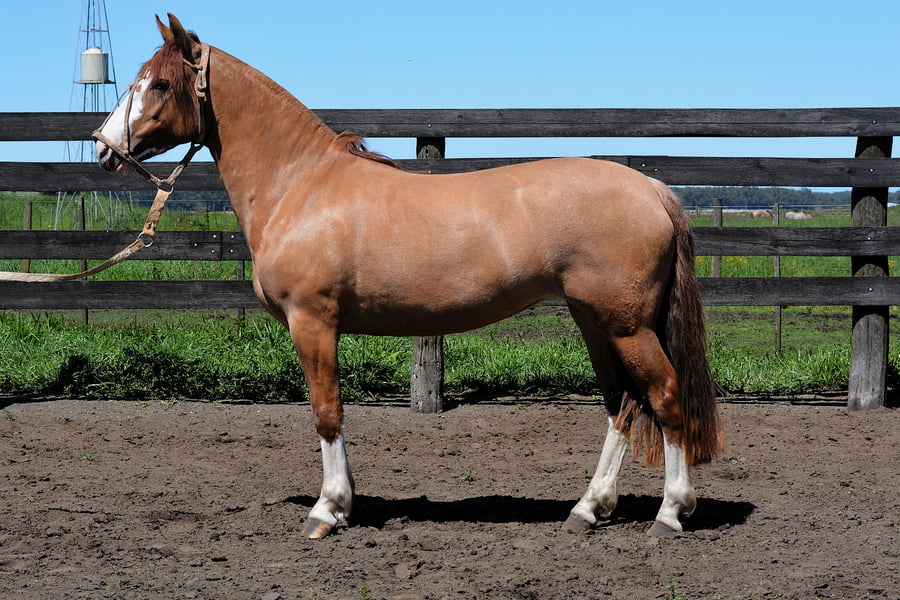 Lote BALLENERA FIESTA BRAVA