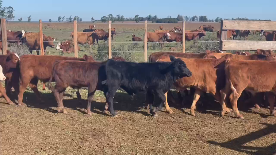 Lote 85 Terneros en Ituzaingó, Corrientes