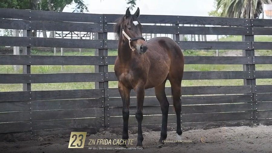 Lote Yeguarizos a remate en 6° Remate Especial de Velocidad, Montevideo