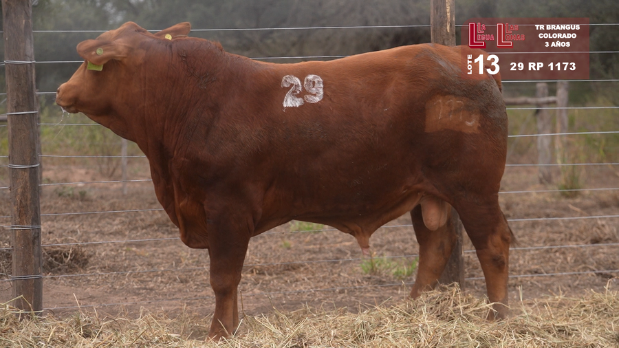 Lote BRANGUS COLORADO 3 AÑOS