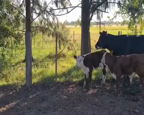 Lote 12 Vacas Paridas en Magdalena, Buenos Aires