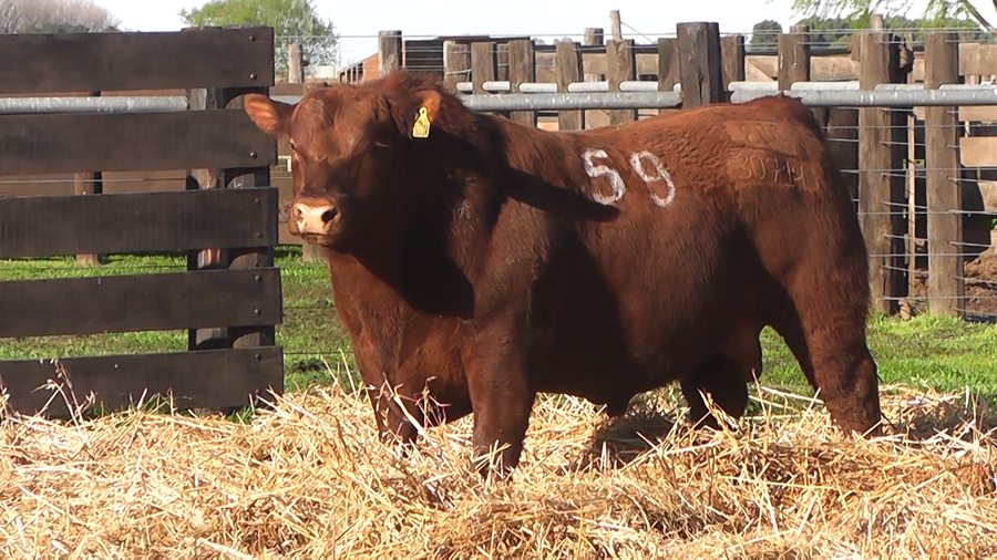 Lote TOROS ANGUS PURO CONTROLADO