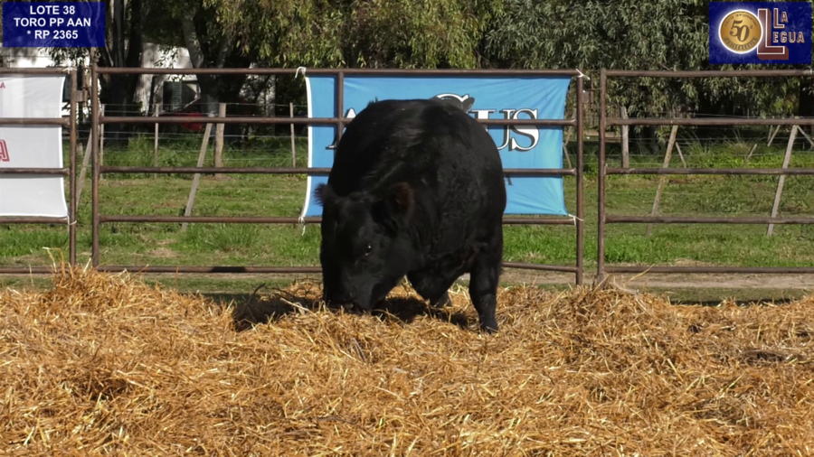 Lote TOROS ANGUS PP