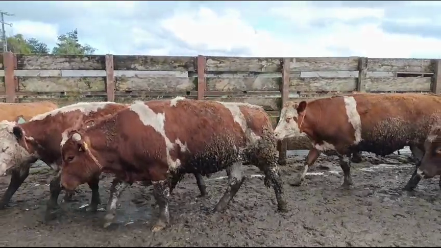 Lote 40 Novillo Gordo en Los Ángeles, VIII Región Biobío