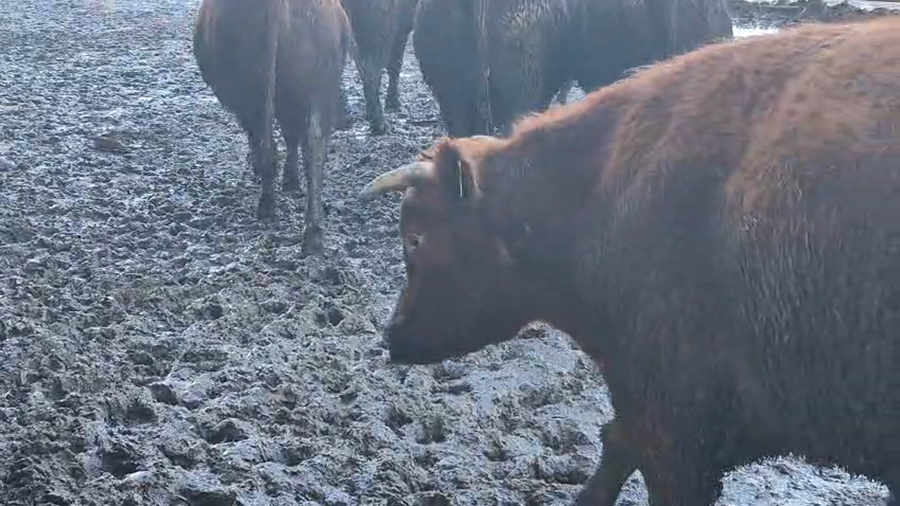 Lote 45 Novillo Gordo en Pelarco, VII  Región Maule