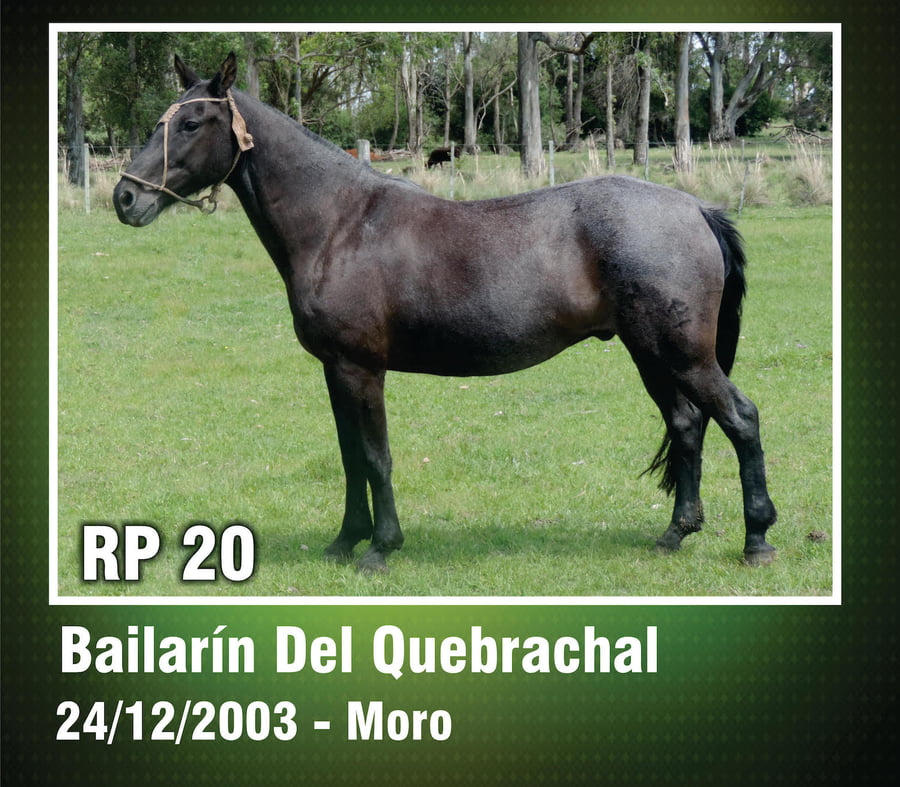 Lote BAILARIN DEL QUEBRACHAL