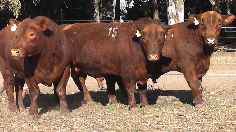 Lote TOROS PUROS CONTROLADOS COLORADOS