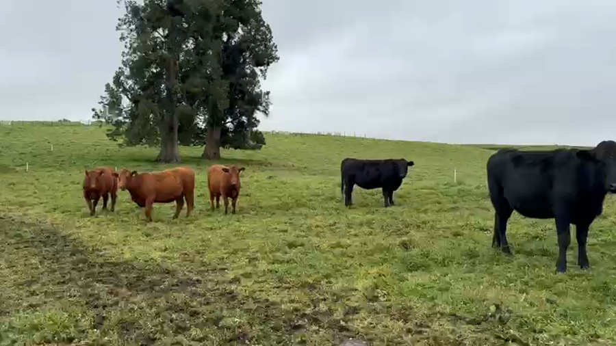 Lote 50 Vaquilla Engorda en Osorno, X Región Los Lagos
