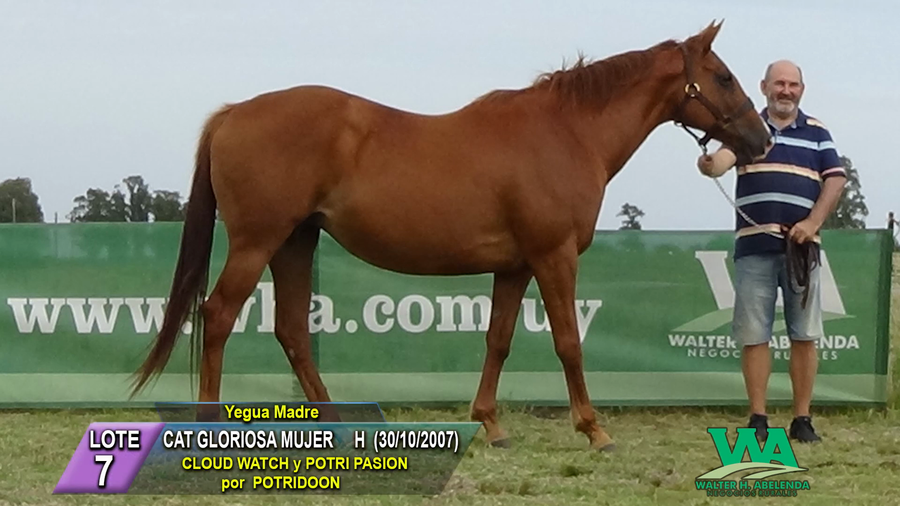 Lote CAT GLORIOSA MUJER