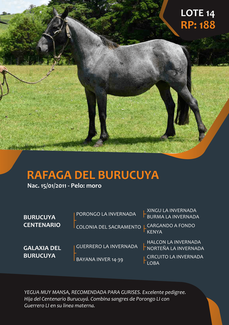 Lote RP 188 - RAFAGA DEL BURUCUYA