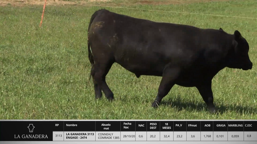 Lote LA GANADERA 3113 ENGAGE - 2474