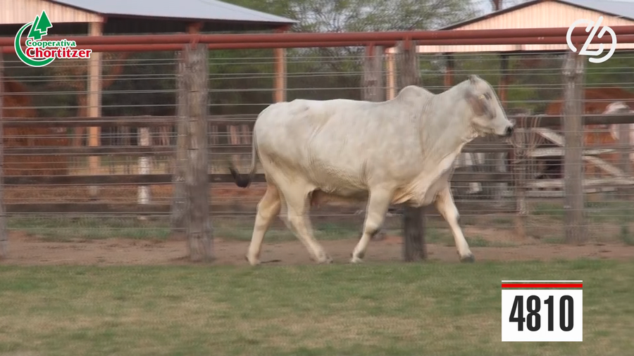 Lote Embriones Brahman