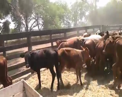 Lote 81 Terneros en Juan José Castelli, Chaco