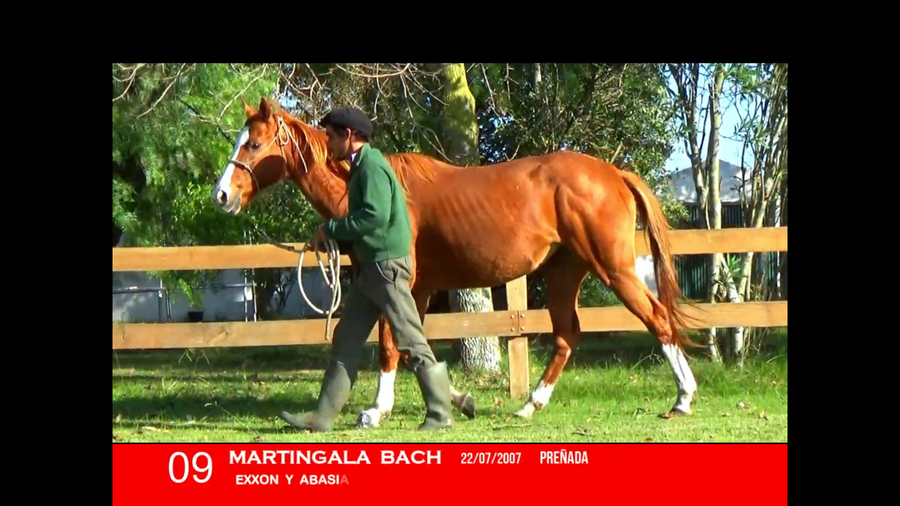 Lote MARTINGALA BACH