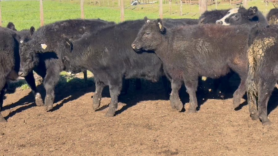 Lote 65 Terneros en Tandil