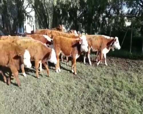 Lote Terneros y Terneras