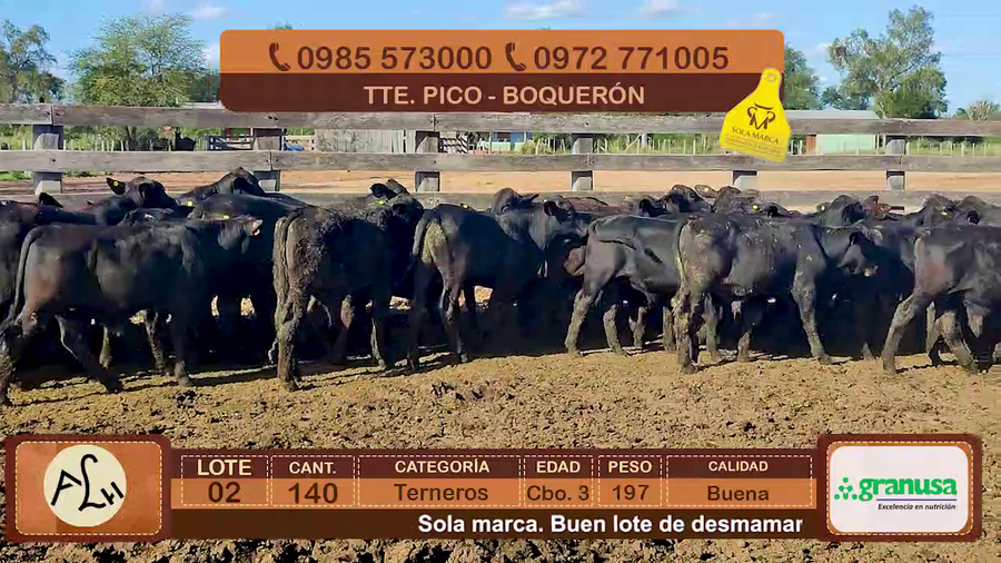 Lote Terneros Cbo 3