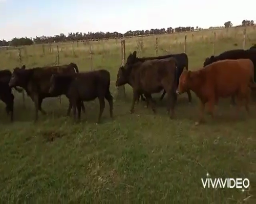 Lote 54 Terneros/as en Navarro, Buenos Aires