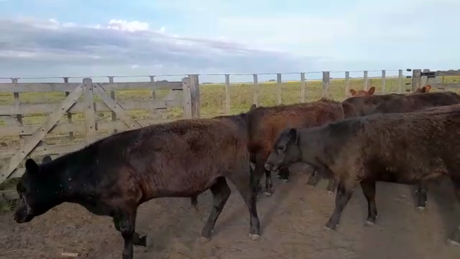 Lote 36 Terneros/as en Benito Juárez, Buenos Aires