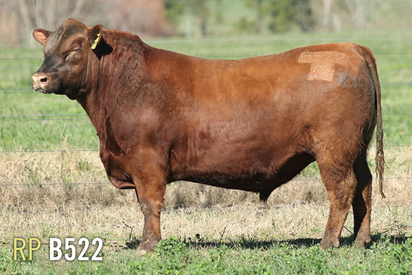 Lote 3 TOROS PUROS DE PEDIGREE