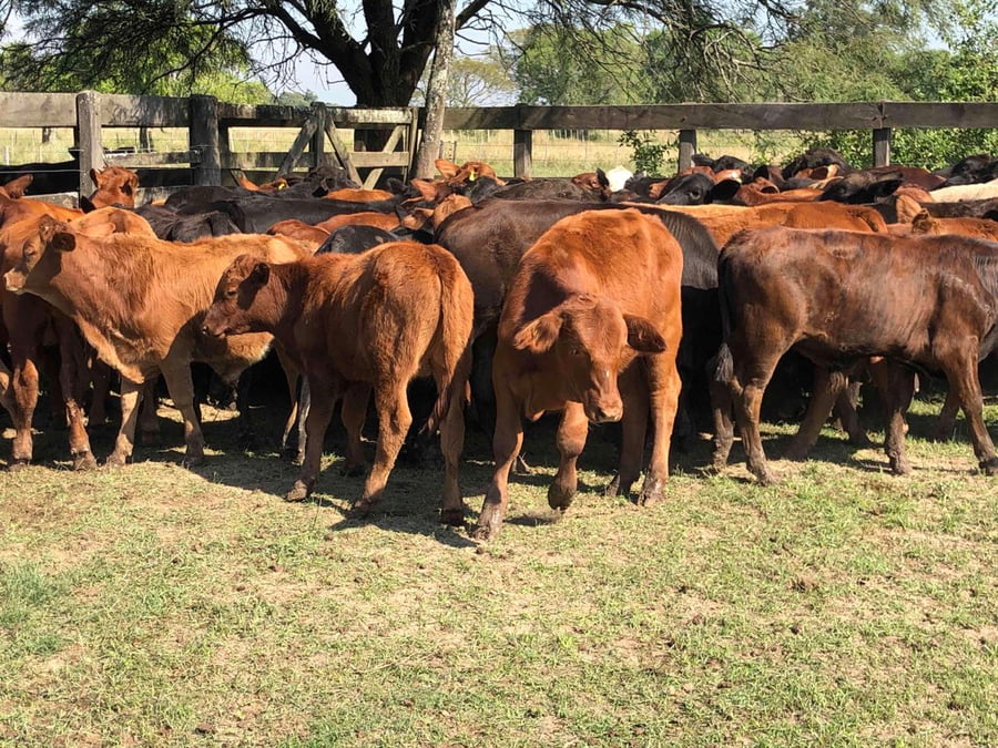 Lote 110 Terneros en Gral. Lucio V. Mansilla, Formosa