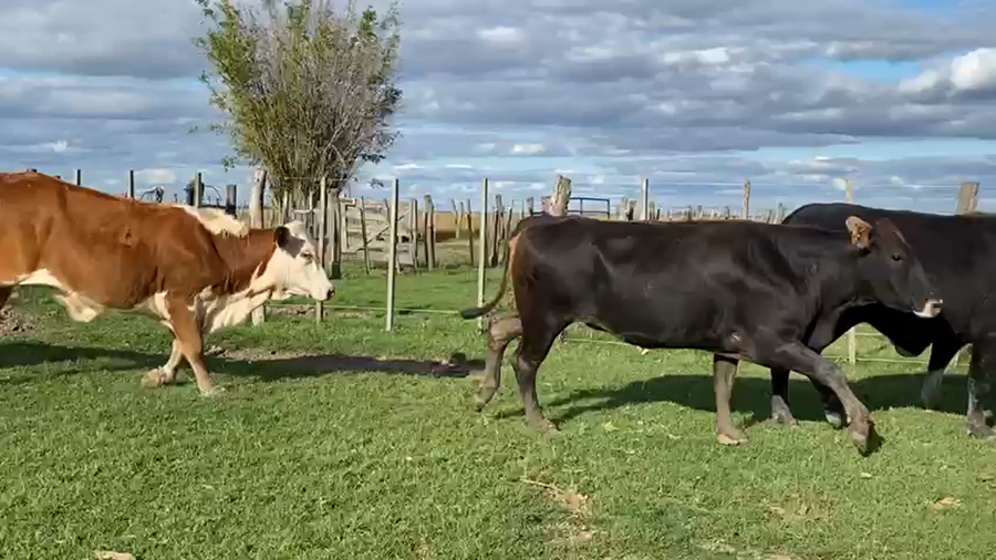 Lote 30 Vaquillonas en San Miguel, Corrientes